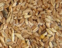 Пшеничные зерна мягких сортов