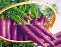 Морковь фиолетовая