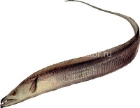 Рыба-сабля