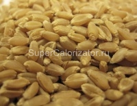 Пшеничные зерна твёрдых сортов